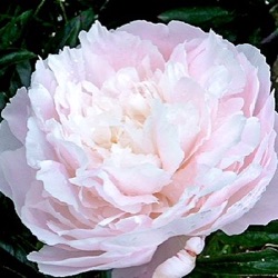 Paeonia 'Albert Crousse'