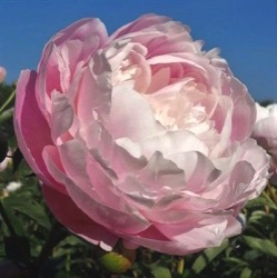 Paeonia lactiflora 'President Wilson'