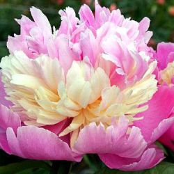 Paeonia lactiflora 'Sorbet'