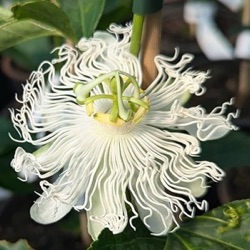 Passiflora incarnata 'Snowstar' ® 