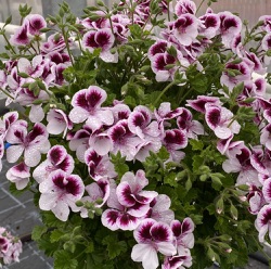 Pelargonium 'Citrus Floral'