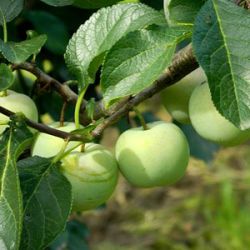 Prunus domestica 'Reine Claude Verte' ('Ringelotten')