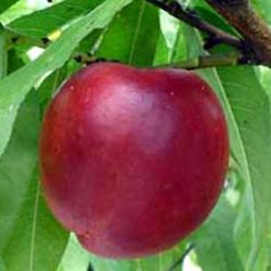 Prunus persica var. nucipersica 'Madame Blanchet' (laagstam)