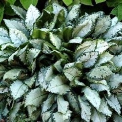 Pulmonaria 'High Contrast'