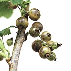 Ribes nigrum 'Ojeblanc'