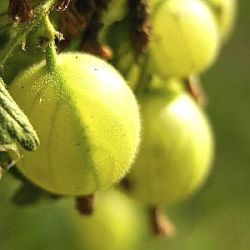 Ribes uva-crispa 'Hankkijas Delikatess'