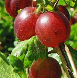 Ribes uva-crispa 'Hinnonmäki Punainen'