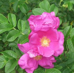 Rosa rugosa ('Rubra')