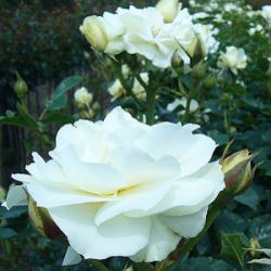 Rosa 'White Meilove' ® (Lemon Romantica)