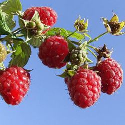 Rubus idaeus 'Malling Promice' ('Glen Clova')