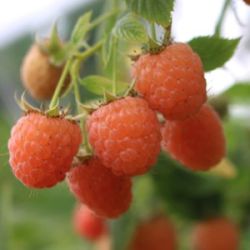 Rubus idaeus 'Valentina Orange'