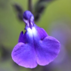 Salvia 'Delice Féline'