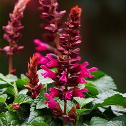Salvia 'Flamingo Lake'