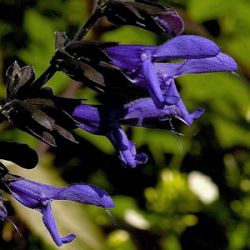 Salvia guaranitica 'Carines Amazing Blue' ®