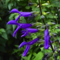 Salvia guaranitica x gesneraeflora 'Purple Majesty'