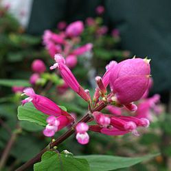 Salvia involucrata var. bethelii 