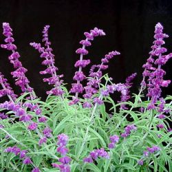 Salvia leucantha 'Midnight' ('Purple Velvet')