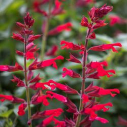 Salvia splendens x darcyi 'Roman Red'