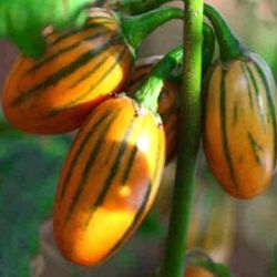 Solanum aethiopicum 'Striped Togo'