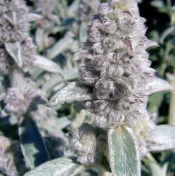 Stachys byzantina 'Cotton Boll' ('Sheila McQueen')