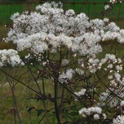 Thalictrum petaloideum 'Ghent Ebony' ®