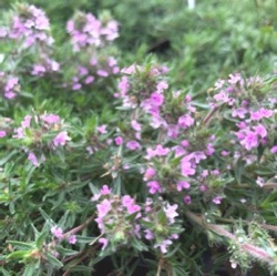 Thymus 'Orange Spice' ('Spicy Orange')