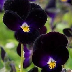 Viola tricolor 'Bowles Black'