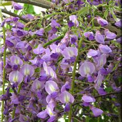 Wisteria floribunda 'Kokuryu' ('Royal Purple')